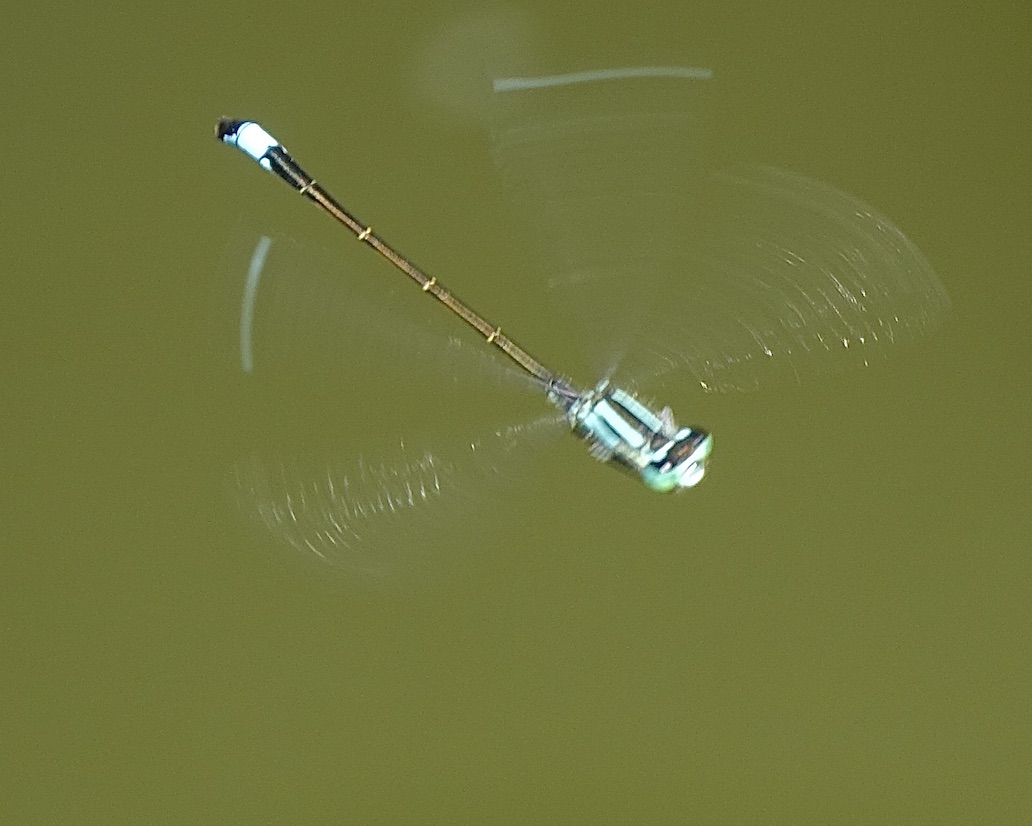 blue-tailed damselfly
